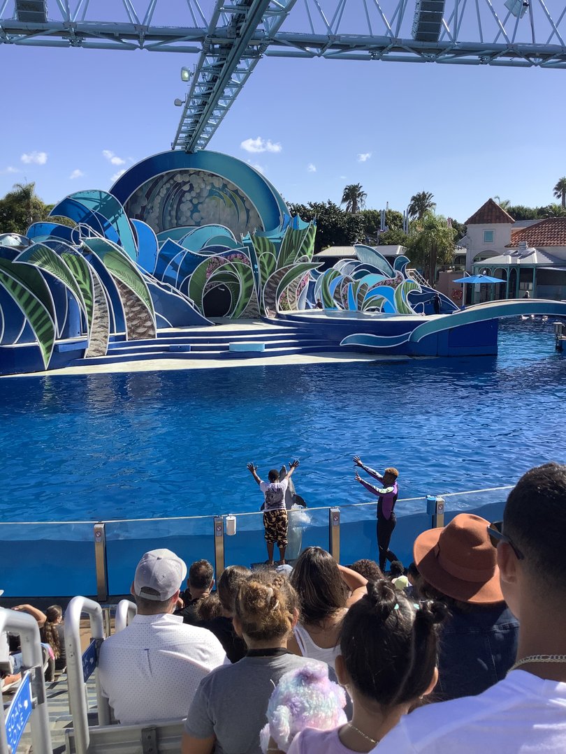 Dolphin Show 10/9/21