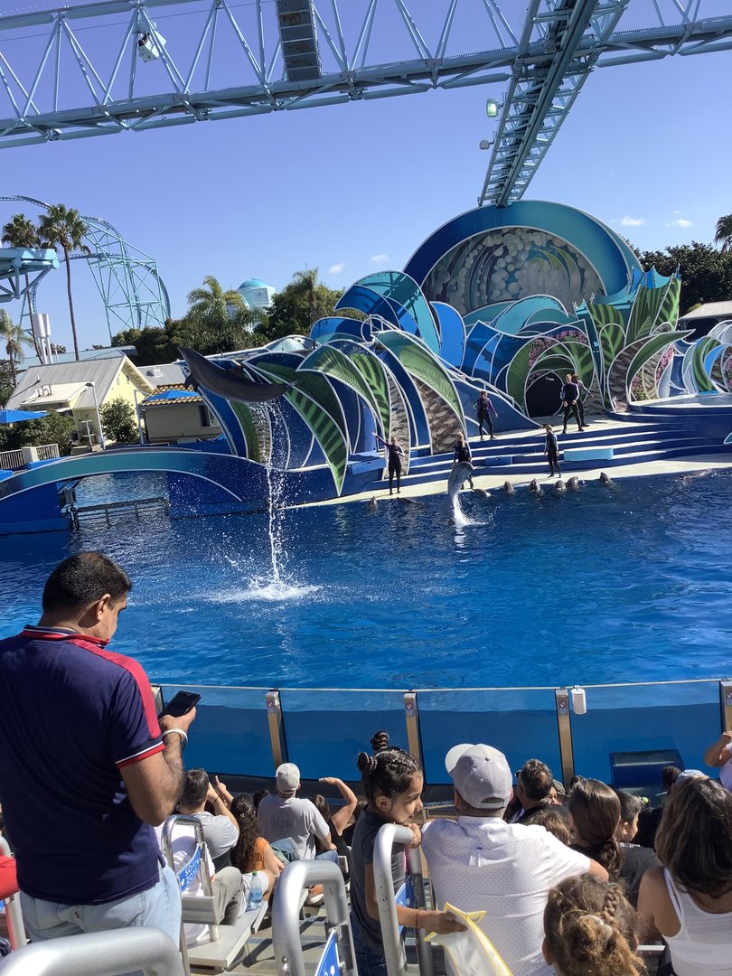 Dolphin Show 10/9/21