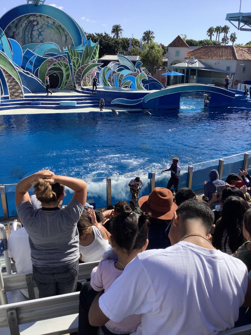 Dolphin Show 10/9/21