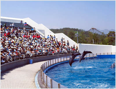 Dolphin Show, 1990