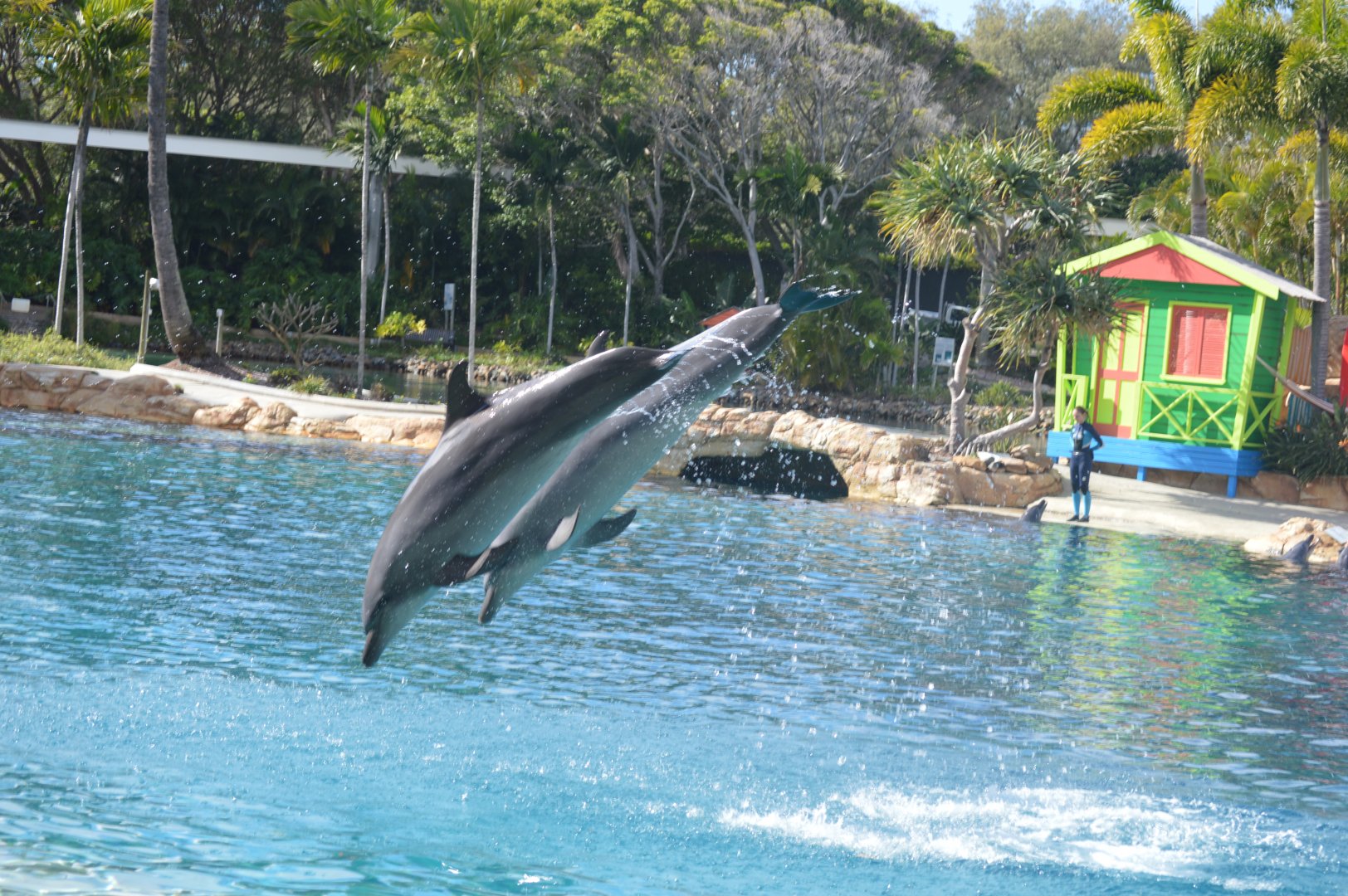 Dolphin Show, 2016