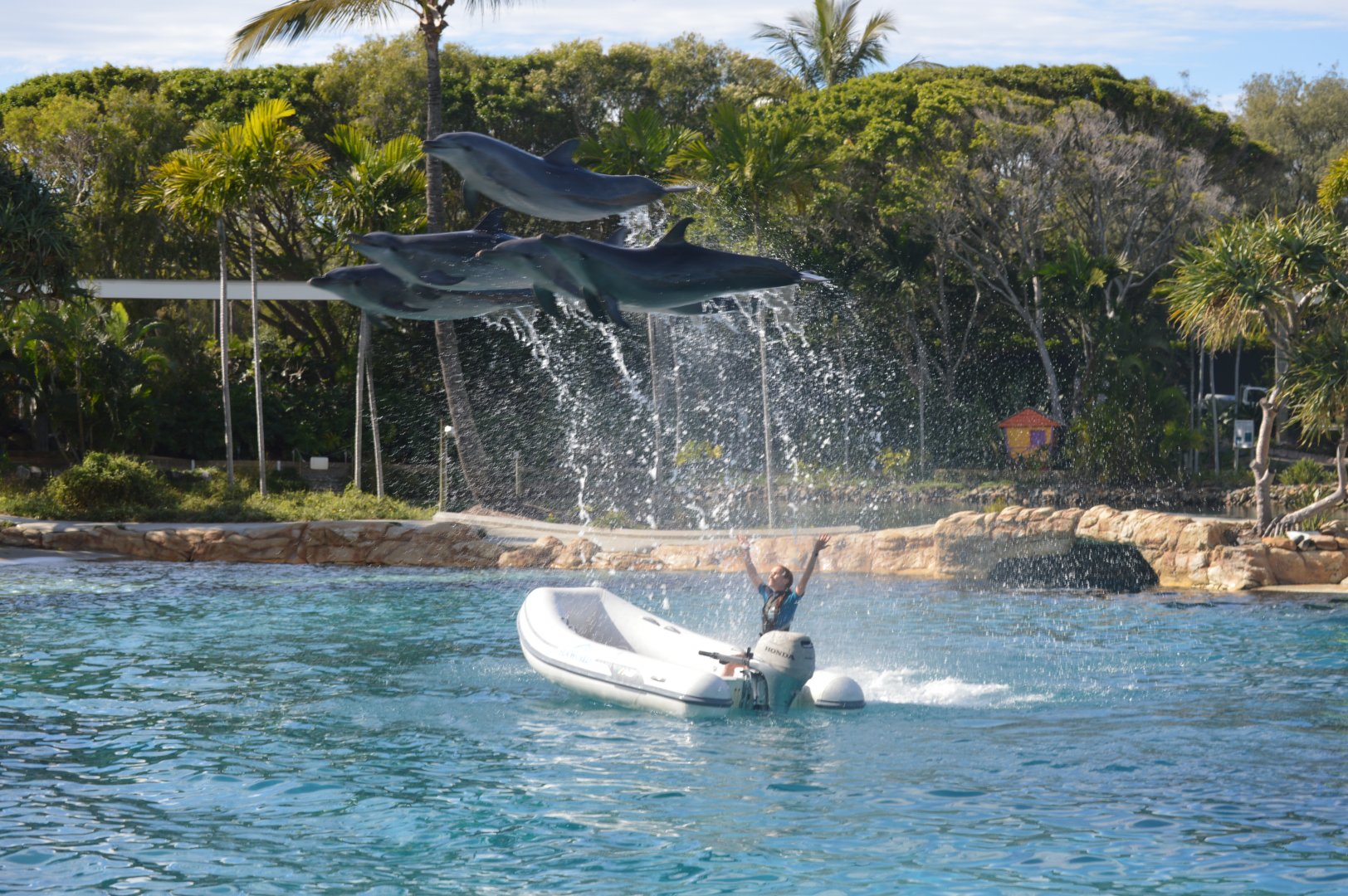Dolphin Show, 2016
