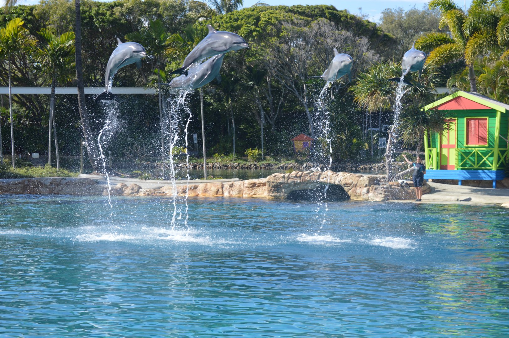 Dolphin Show, 2016
