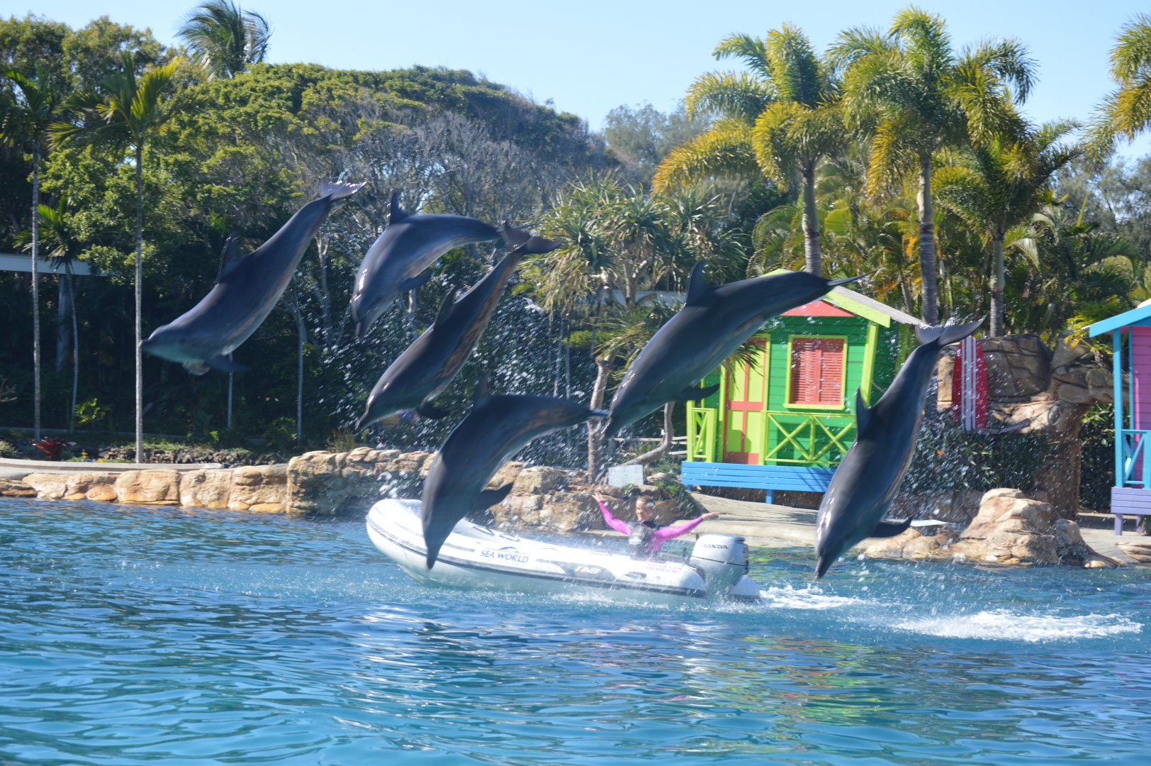 Dolphin Show, 2018
