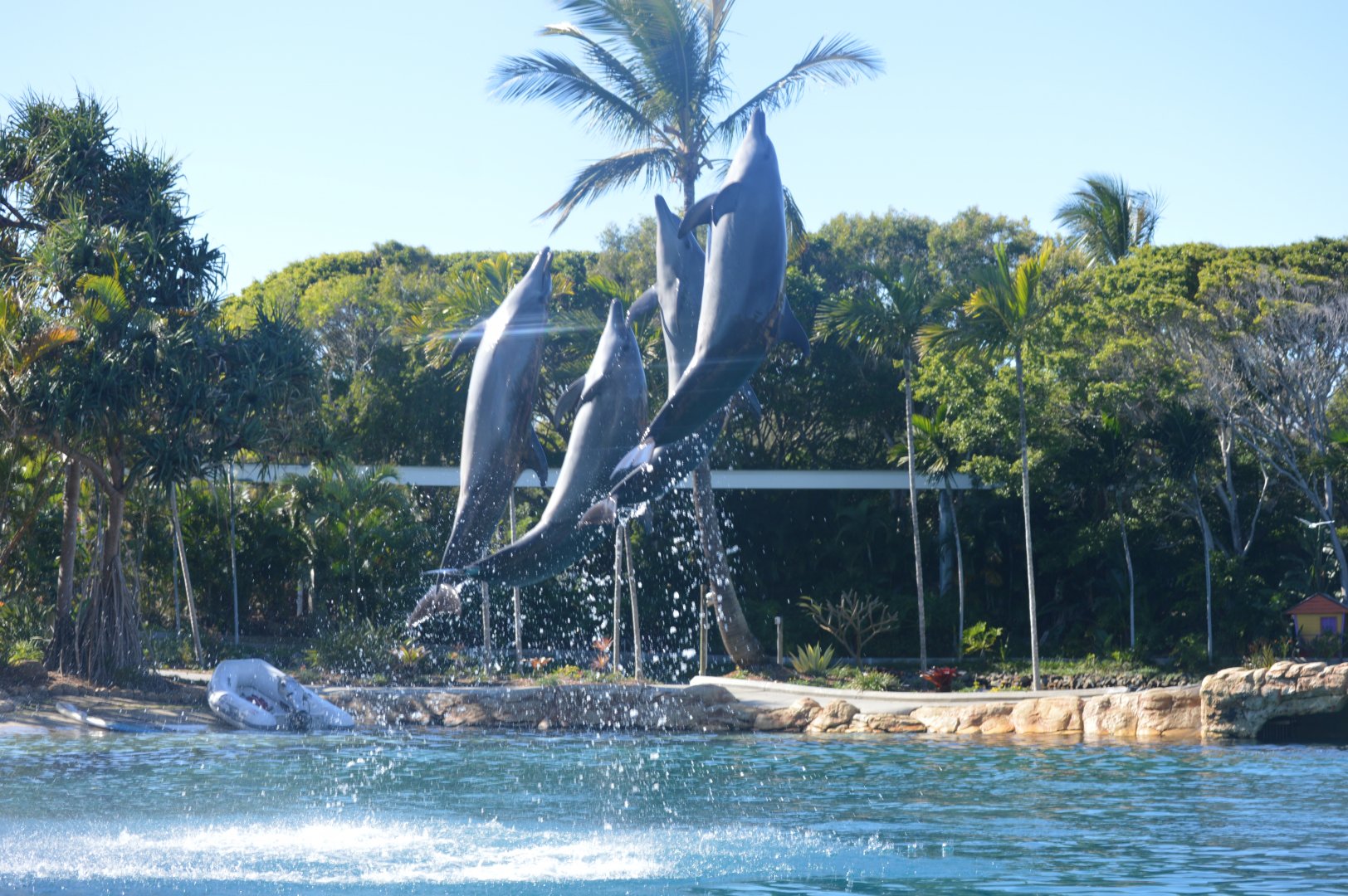 Dolphin Show, 2018