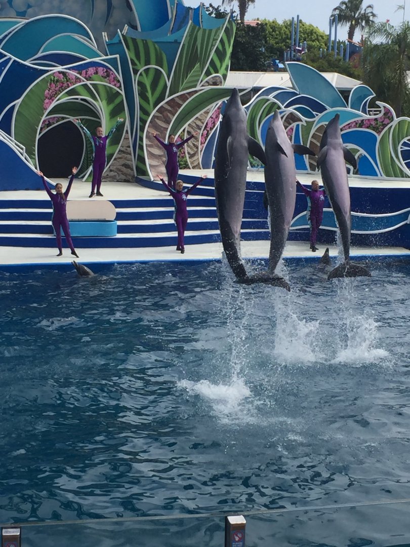 Dolphin Show 2019
