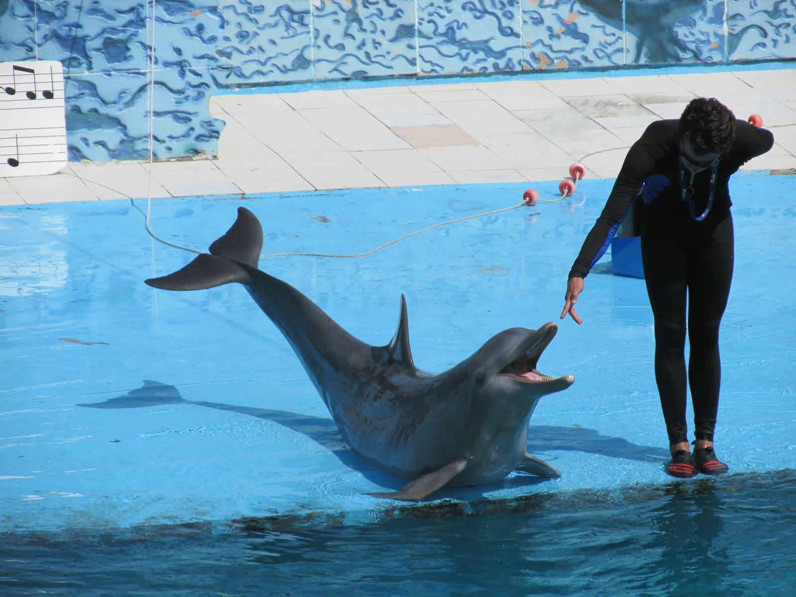 dolphin show acuario nacional