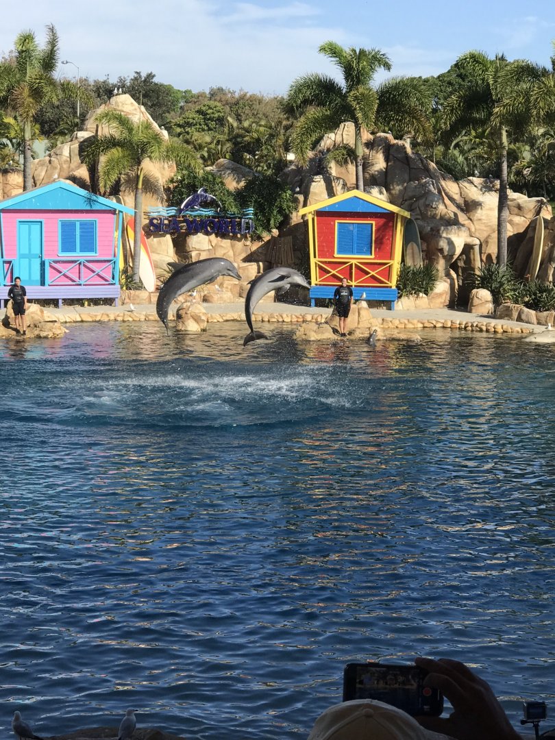 Dolphin show ‘Affinity’