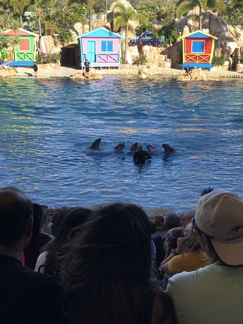 Dolphin show ‘Affinity’