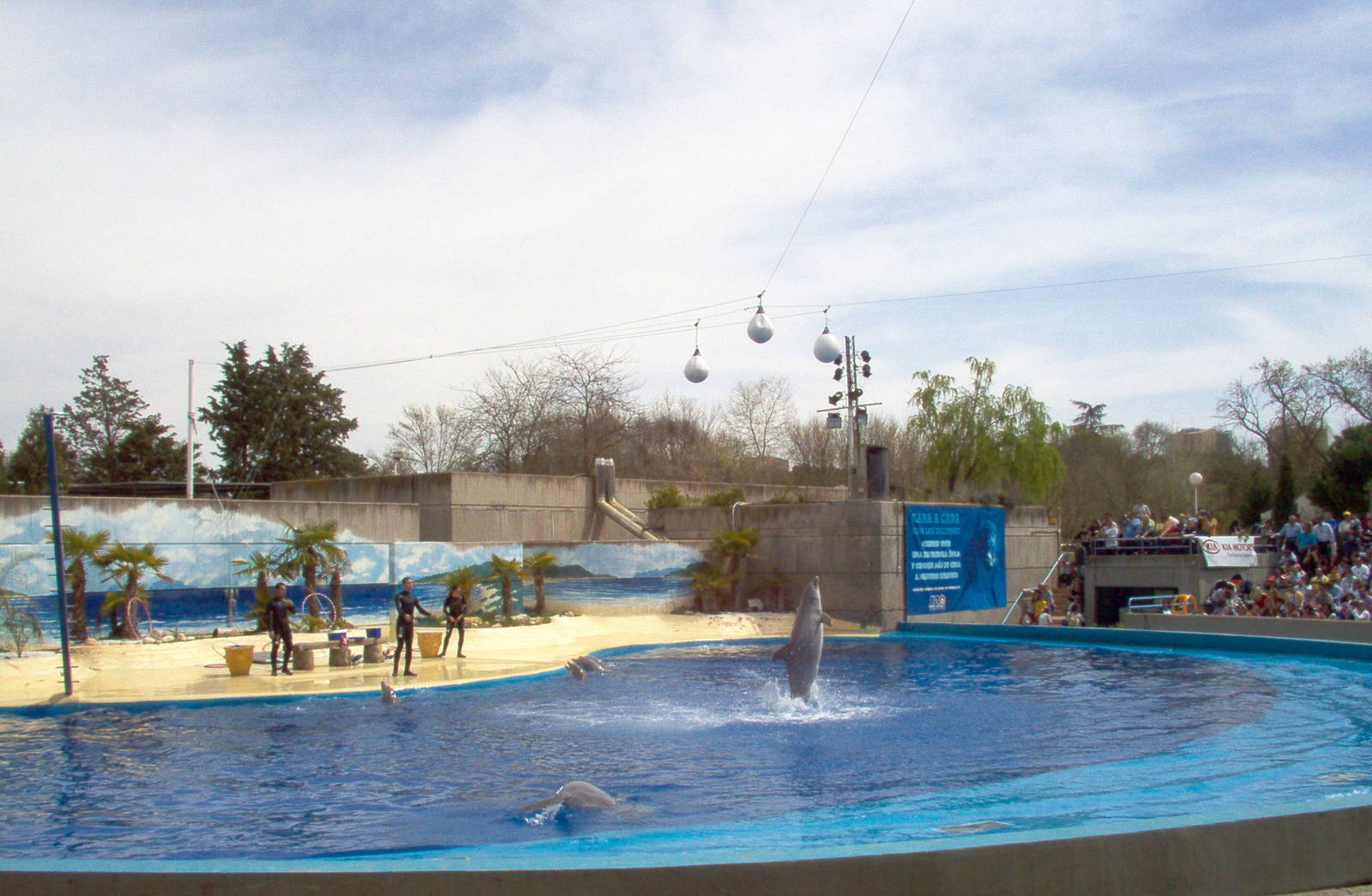 Dolphin Show April 2008