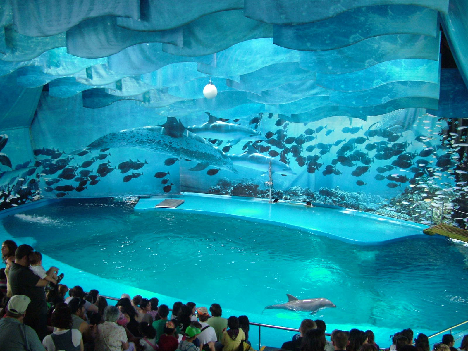 Dolphin Show at Barcelona, 30/05/11