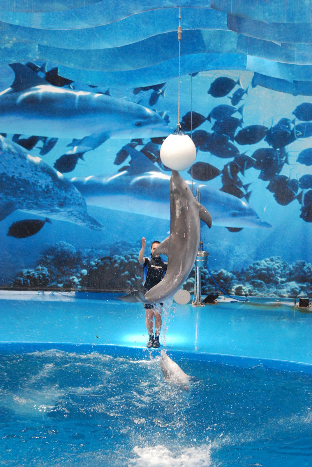 Dolphin Show at Barcelona, 30/05/11