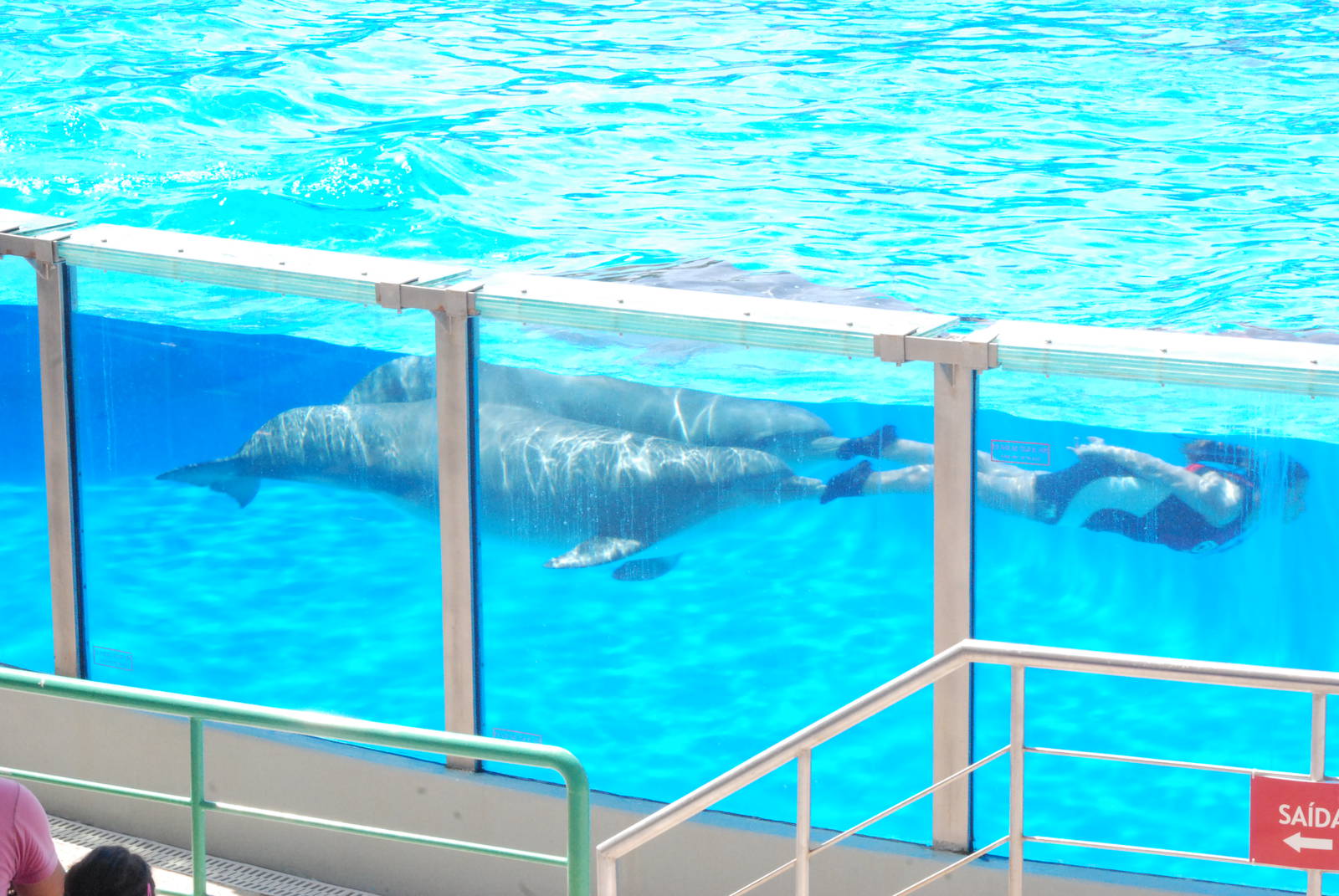 Dolphin Show at Lisbon Zoo, 24/05/11