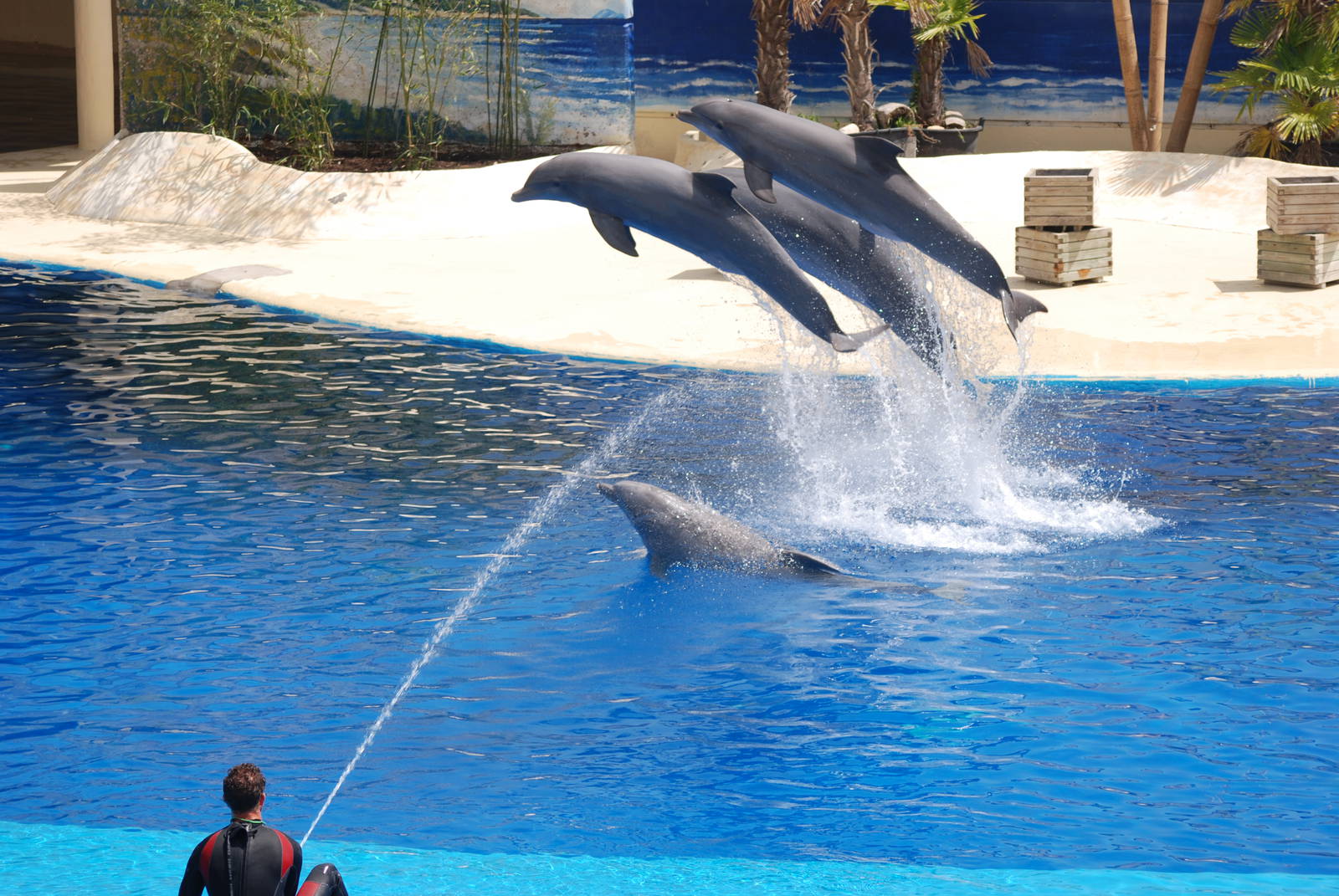 Dolphin Show at Madrid Zoo Aquarium, 26/05/11