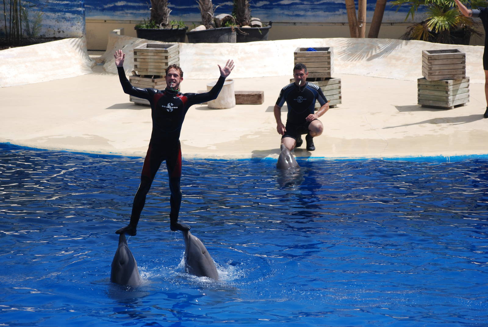 Dolphin Show at Madrid Zoo Aquarium, 26/05/11