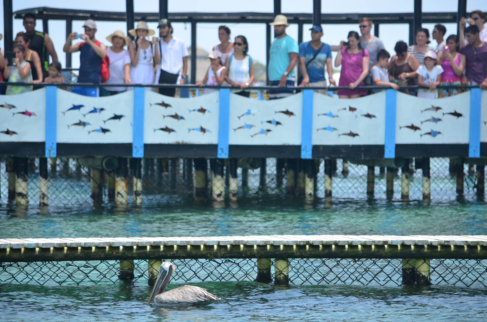 Dolphin show audience