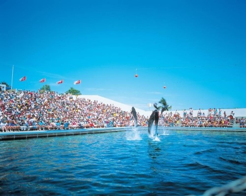 Dolphin show in Seoul zoo, 1988