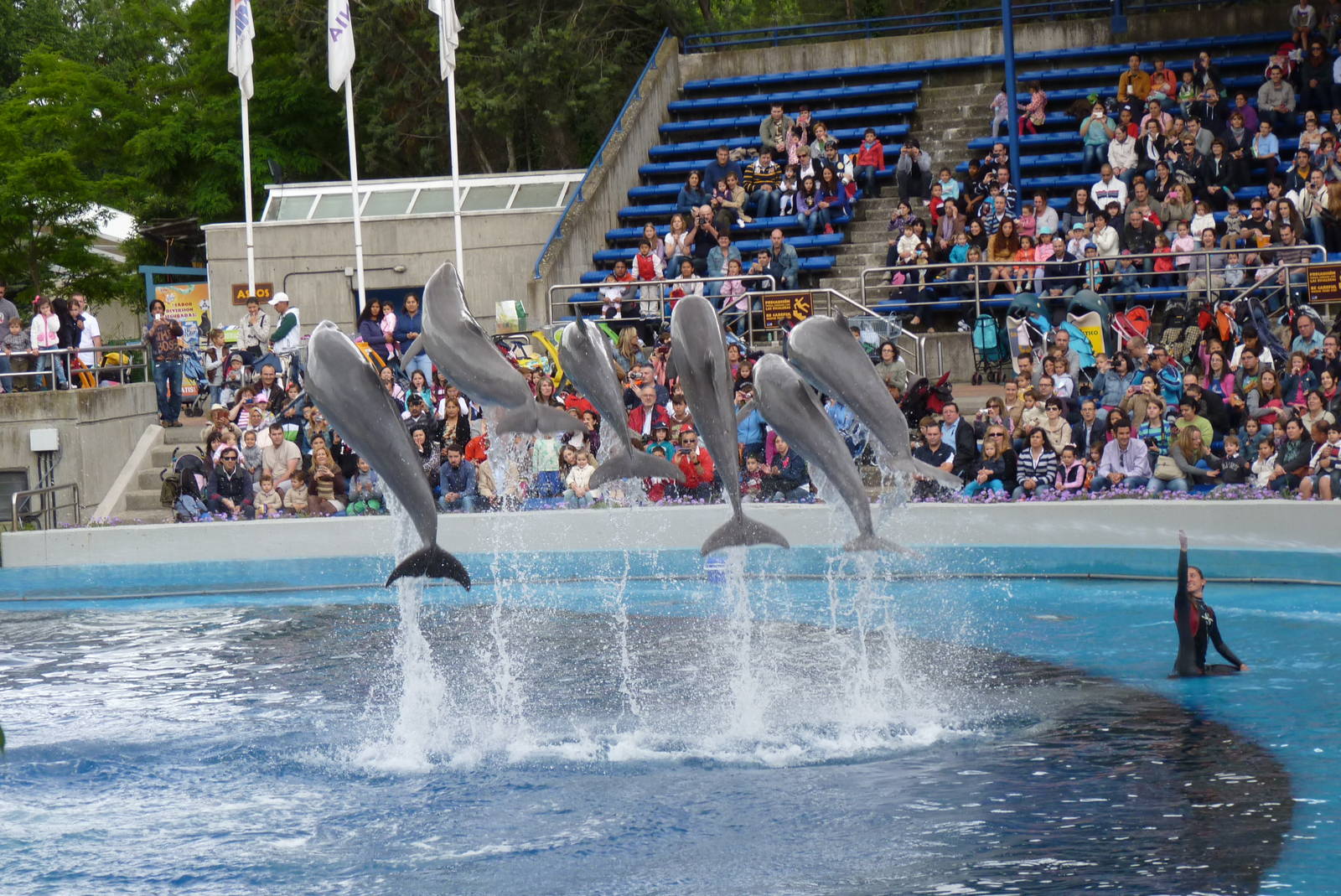Dolphin Show, June 2013