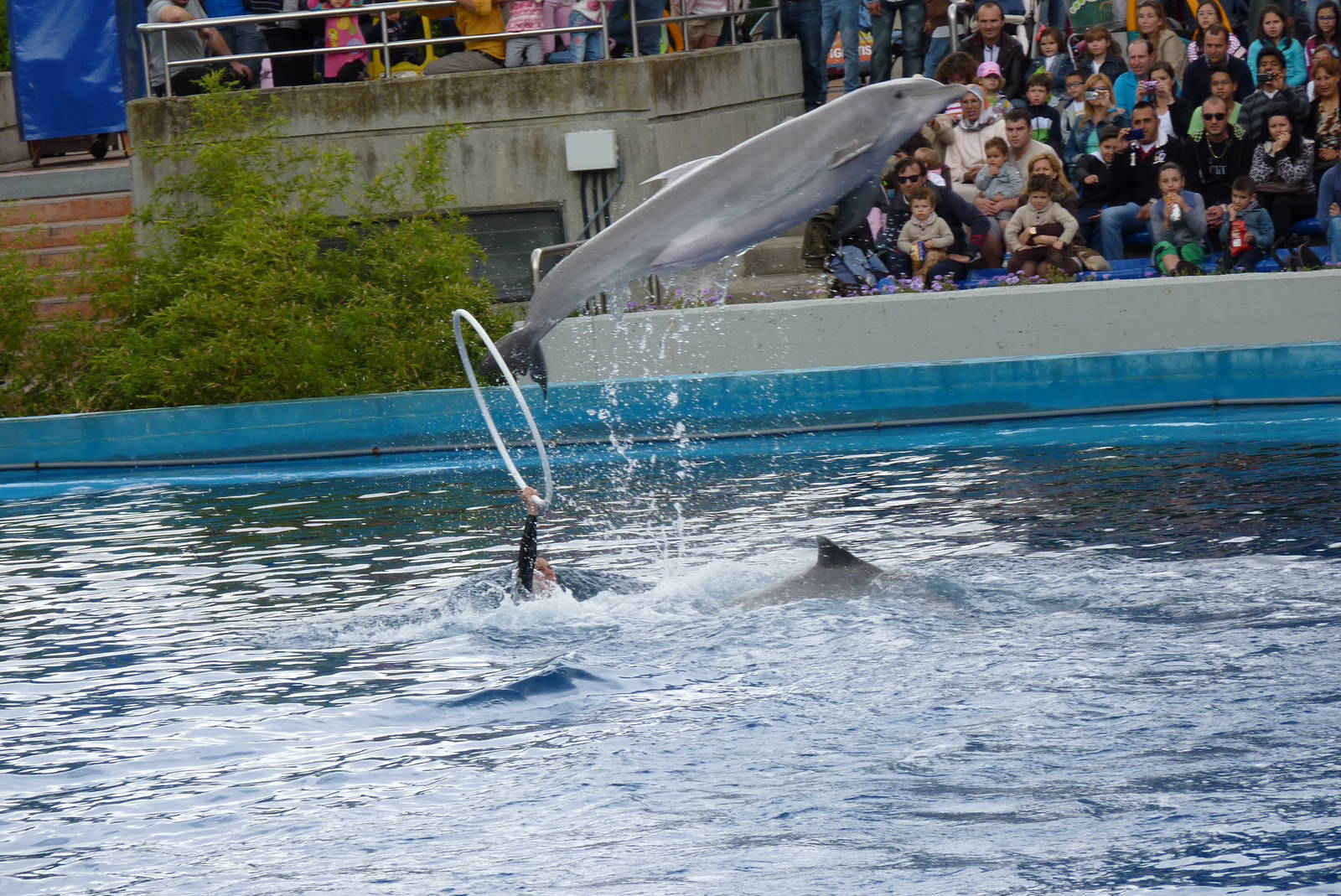 Dolphin Show, June 2013