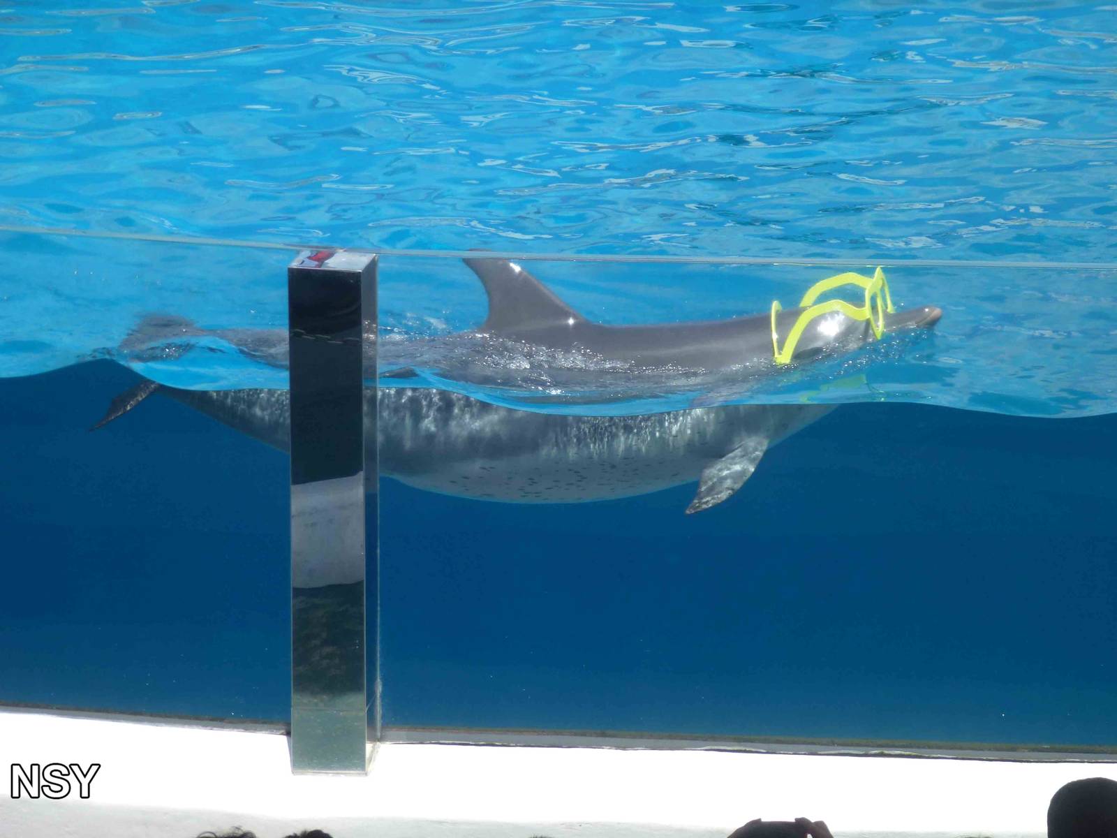 Dolphin show, June 2013.