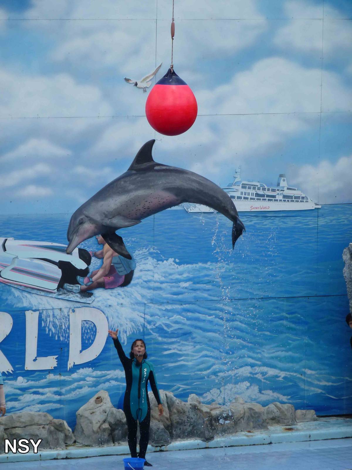 Dolphin show, June 2013.
