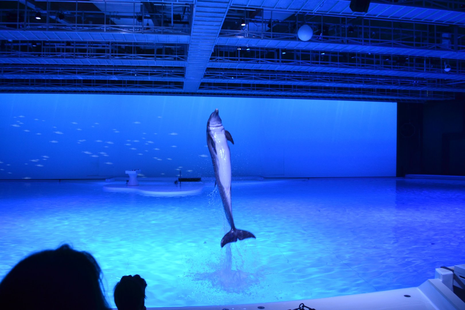 Dolphin show "Life" in Kolmården