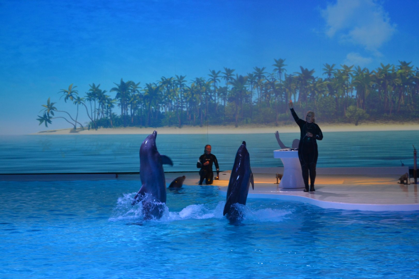 Dolphin show "Life" in Kolmården