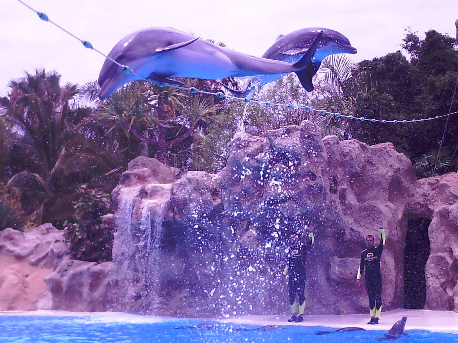 Dolphin Show - Loro Parque 2008