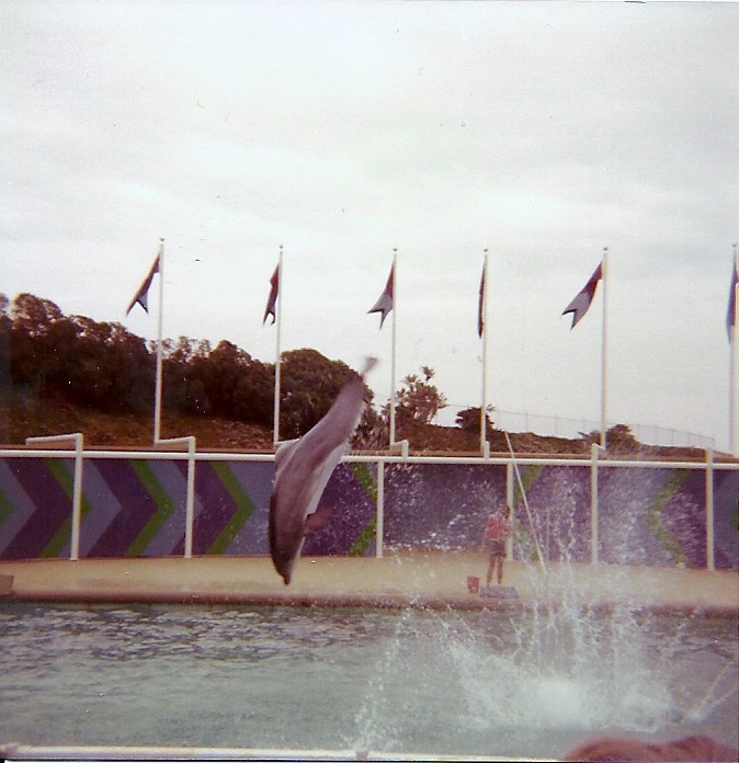 Dolphin Show - Marineland of the Pacific - January 1977 (Closed 1987)