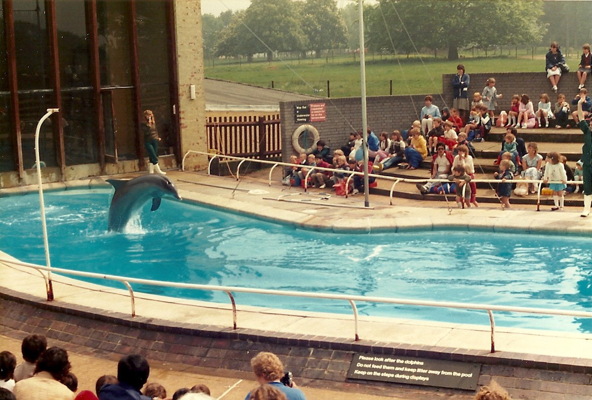 Dolphin Show, May 1985