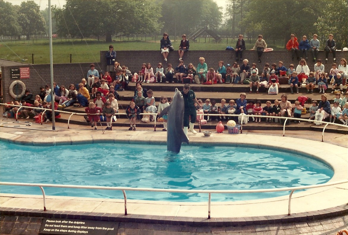 Dolphin Show, May 1985