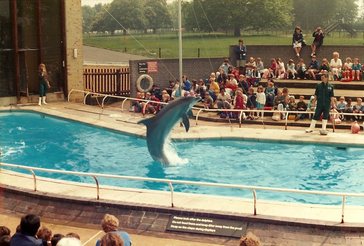 Dolphin Show, May 1985