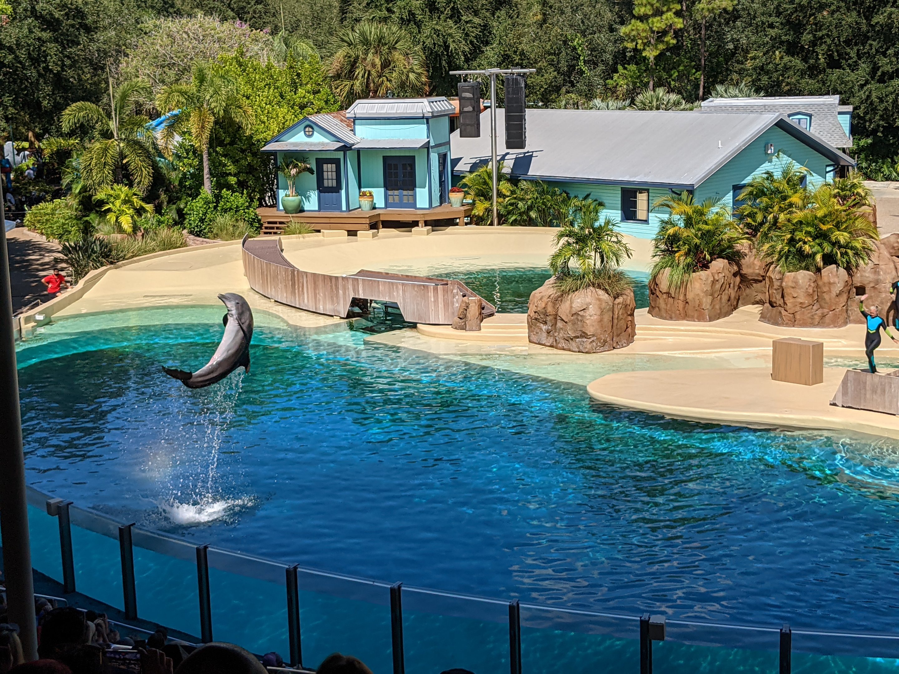 Dolphin show (October 10 2021)