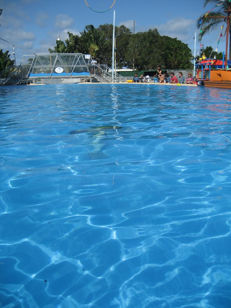 Dolphin Show Pool