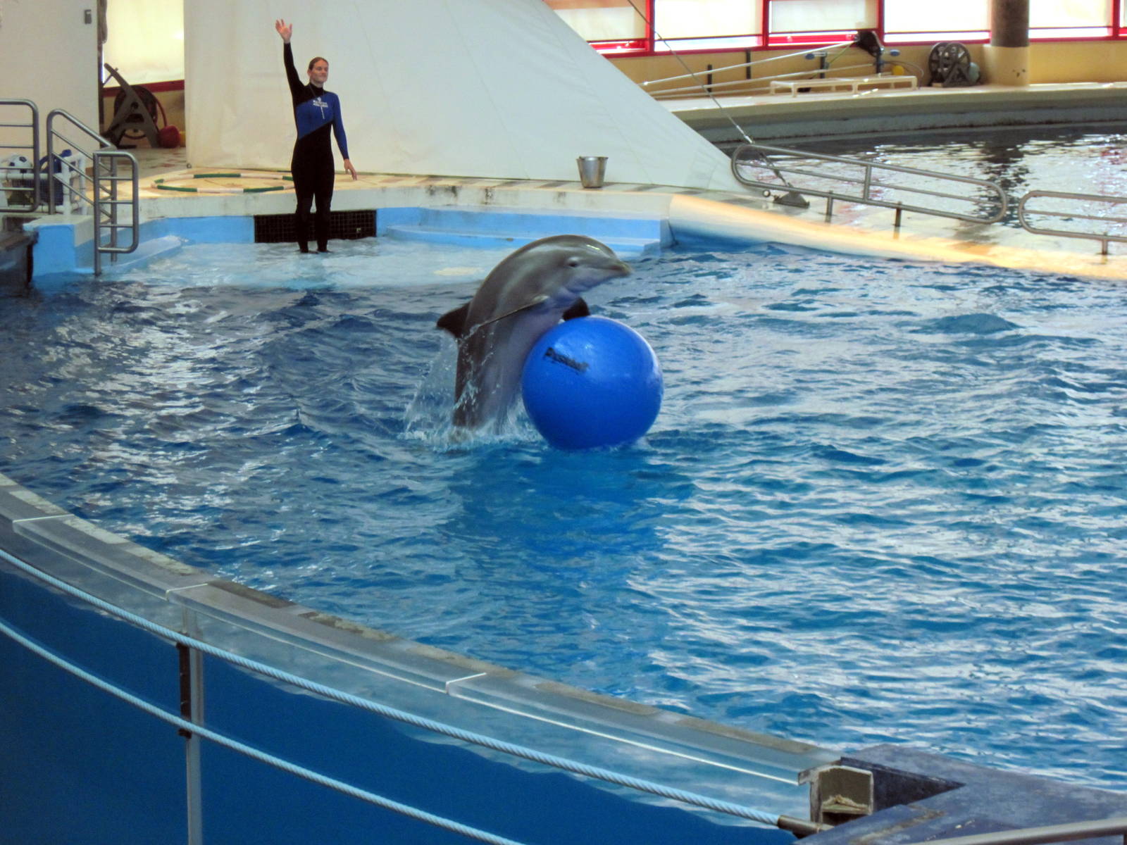 Dolphin Show