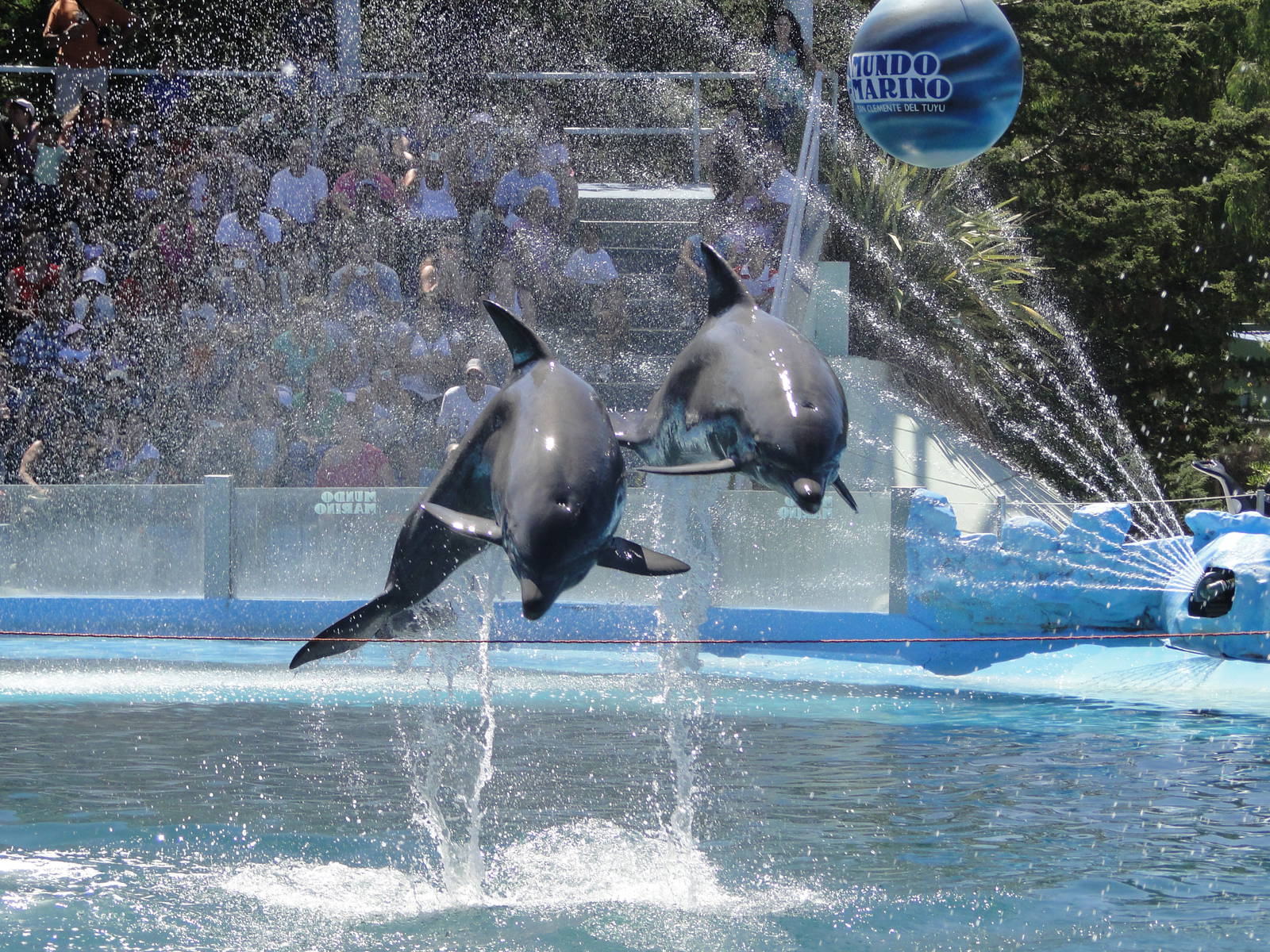 Dolphin Show
