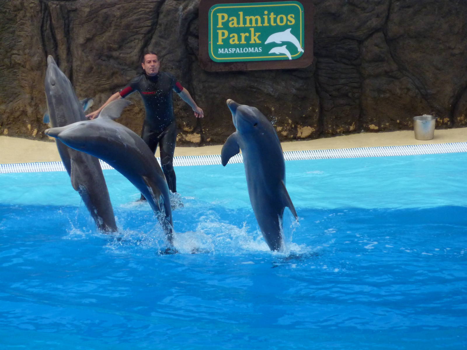 Dolphin show