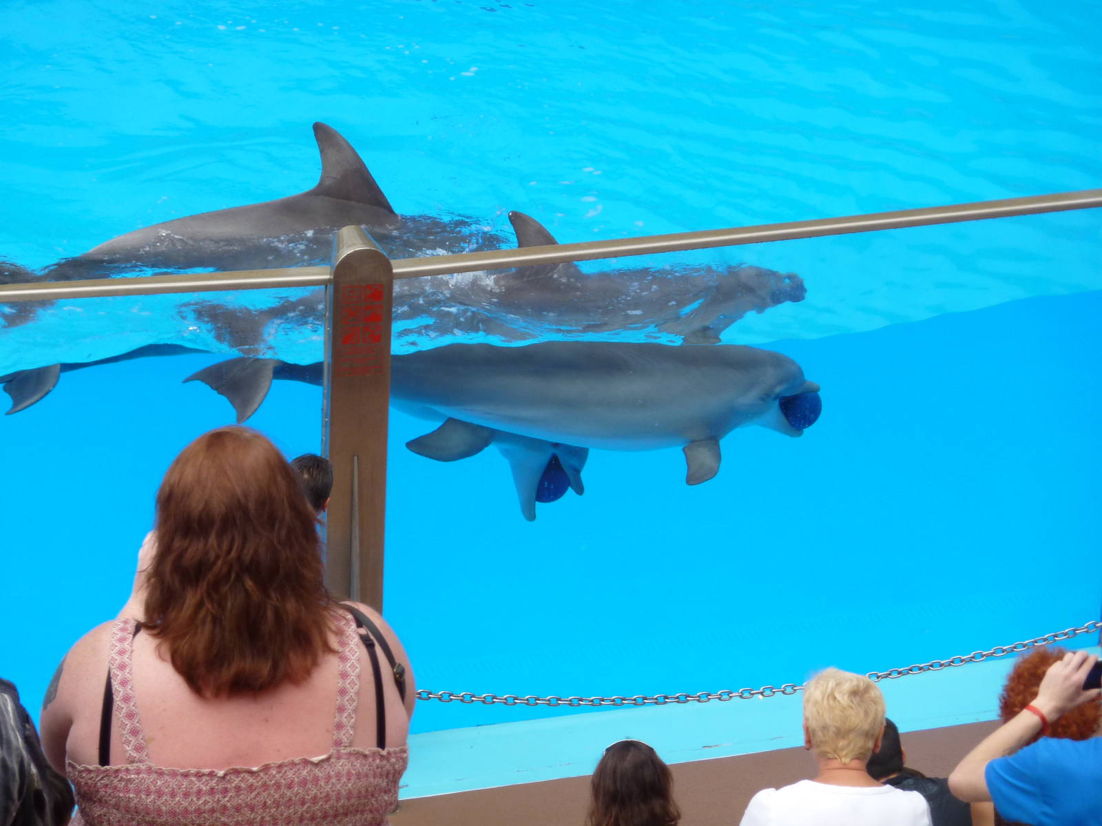 Dolphin show