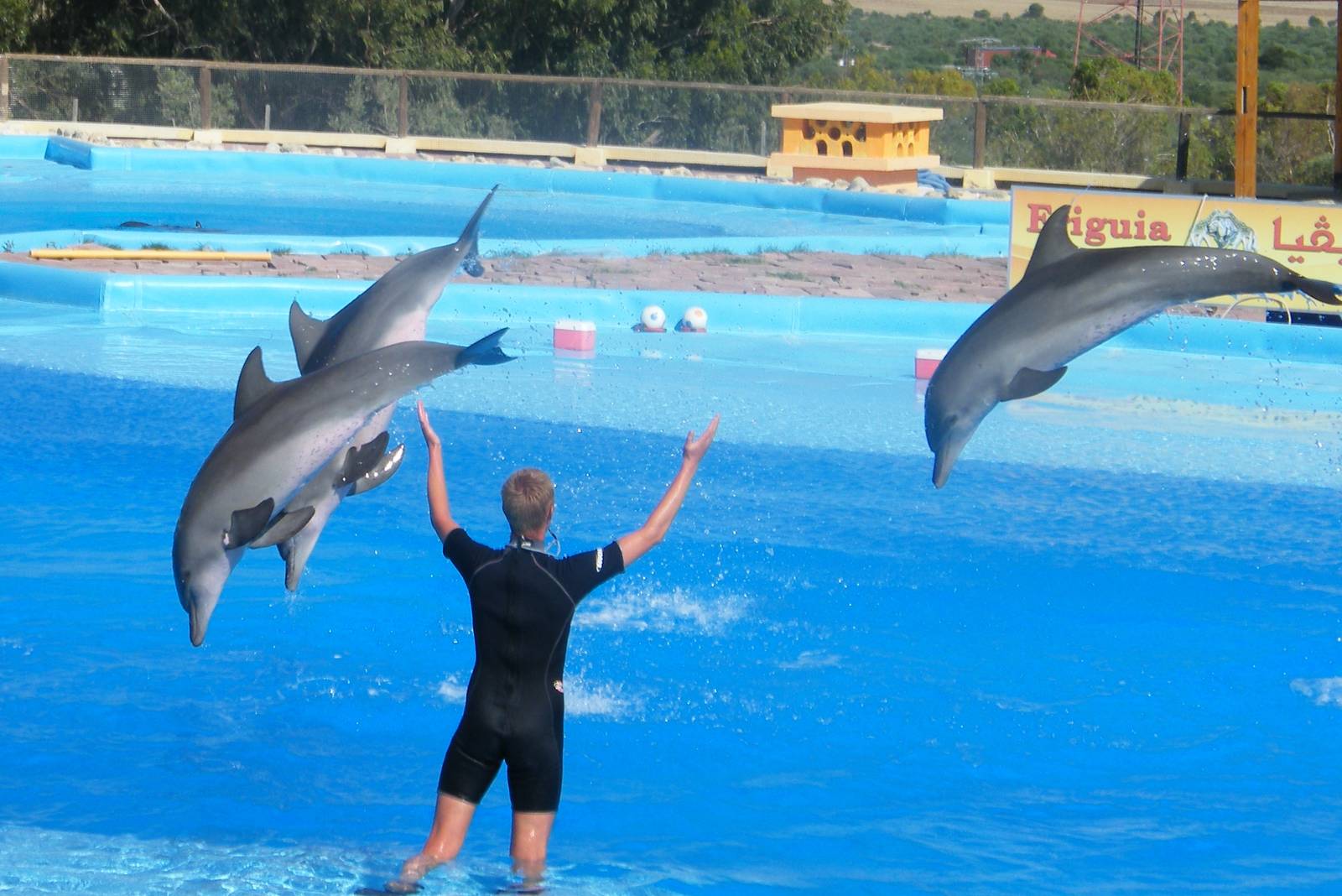 Dolphin Show