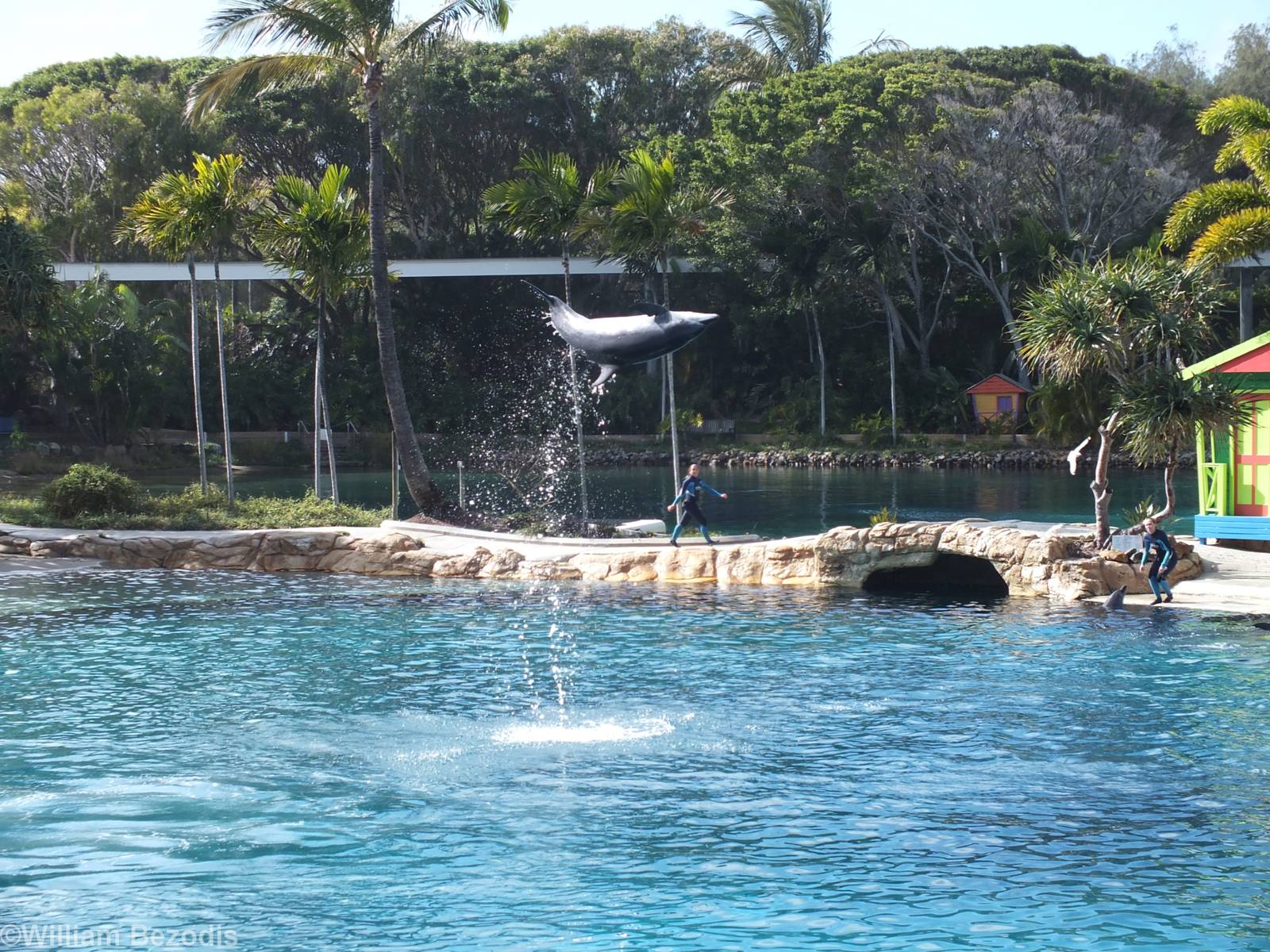 Dolphin Show