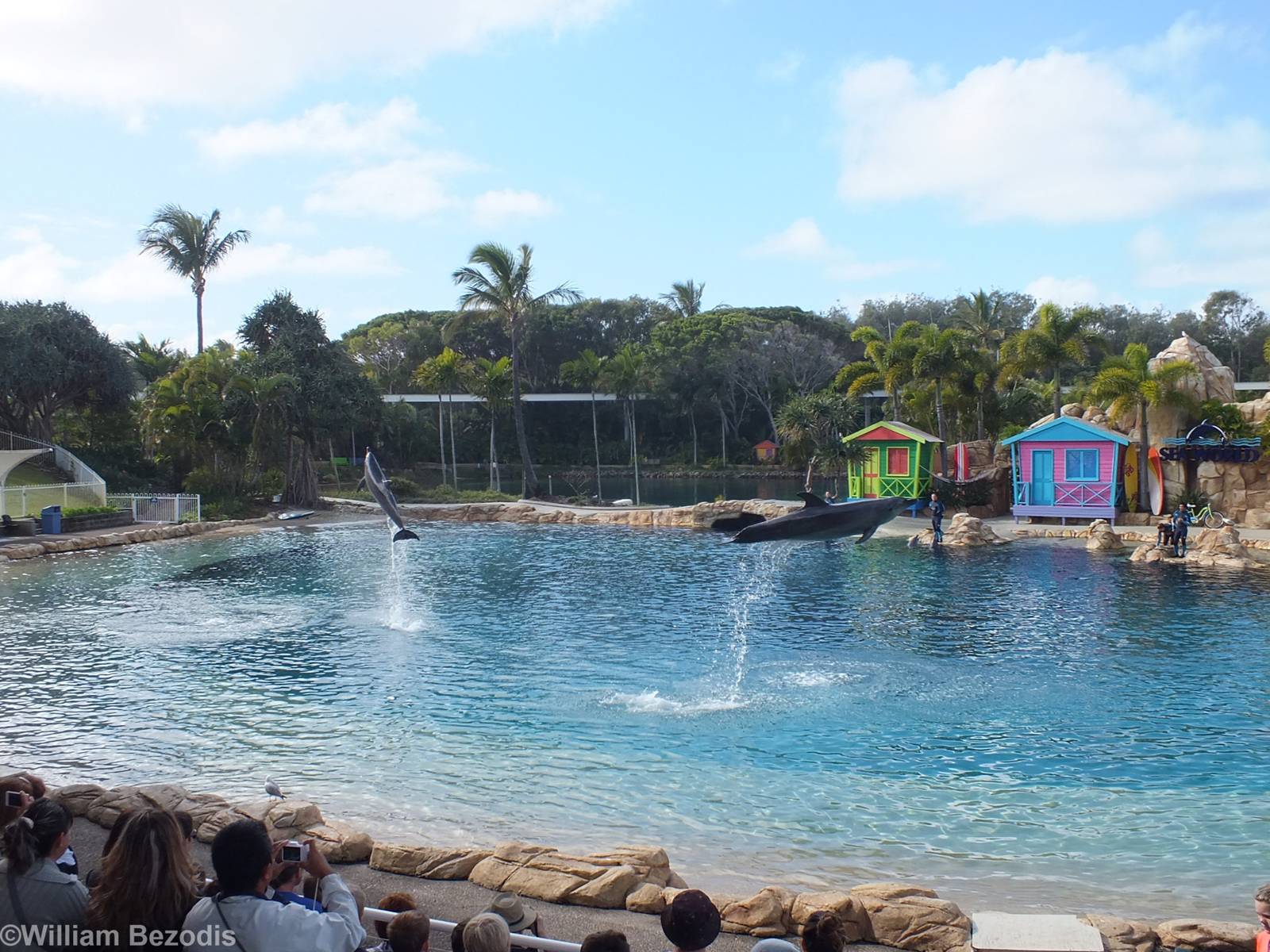 Dolphin Show