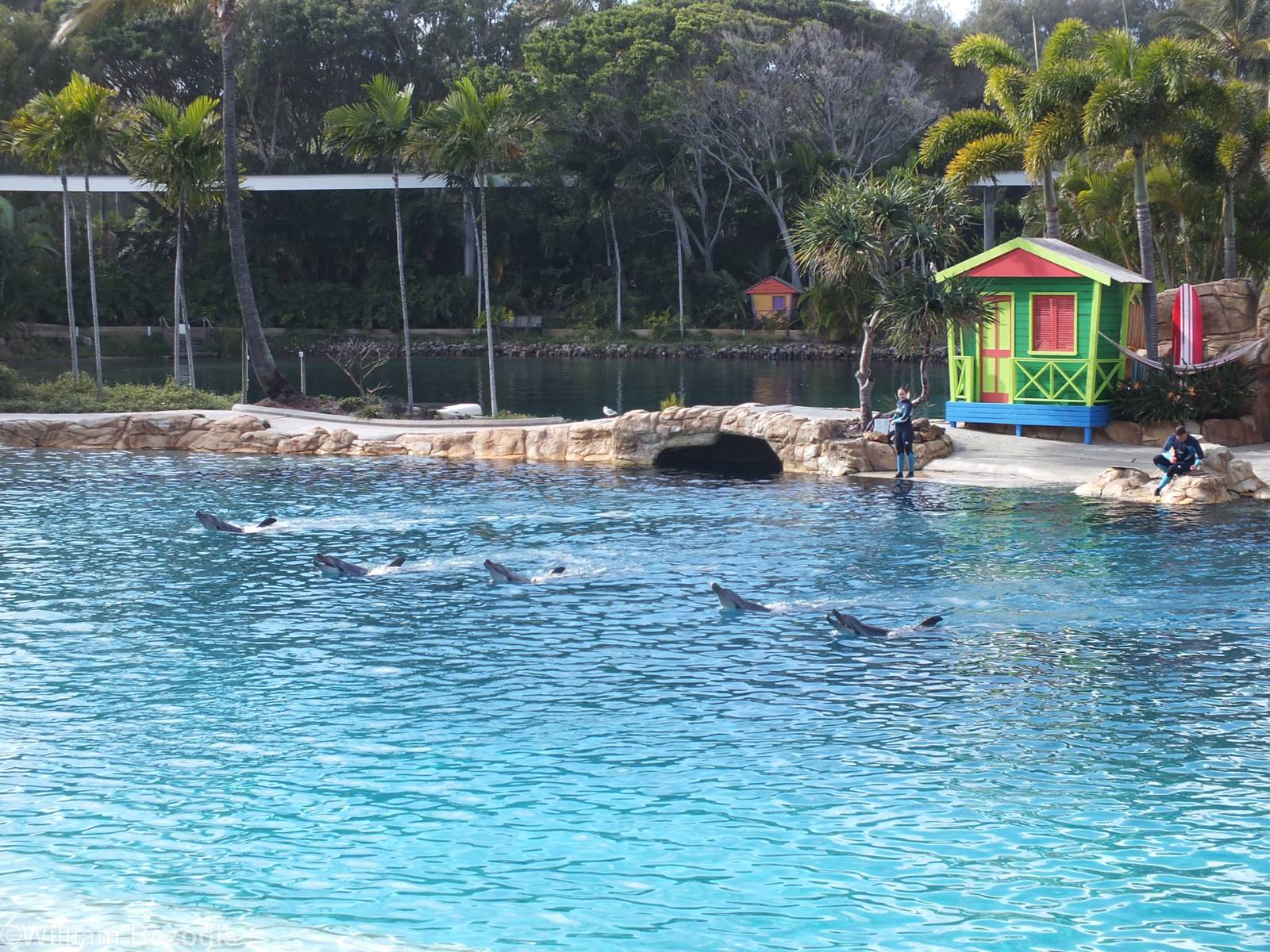 Dolphin Show