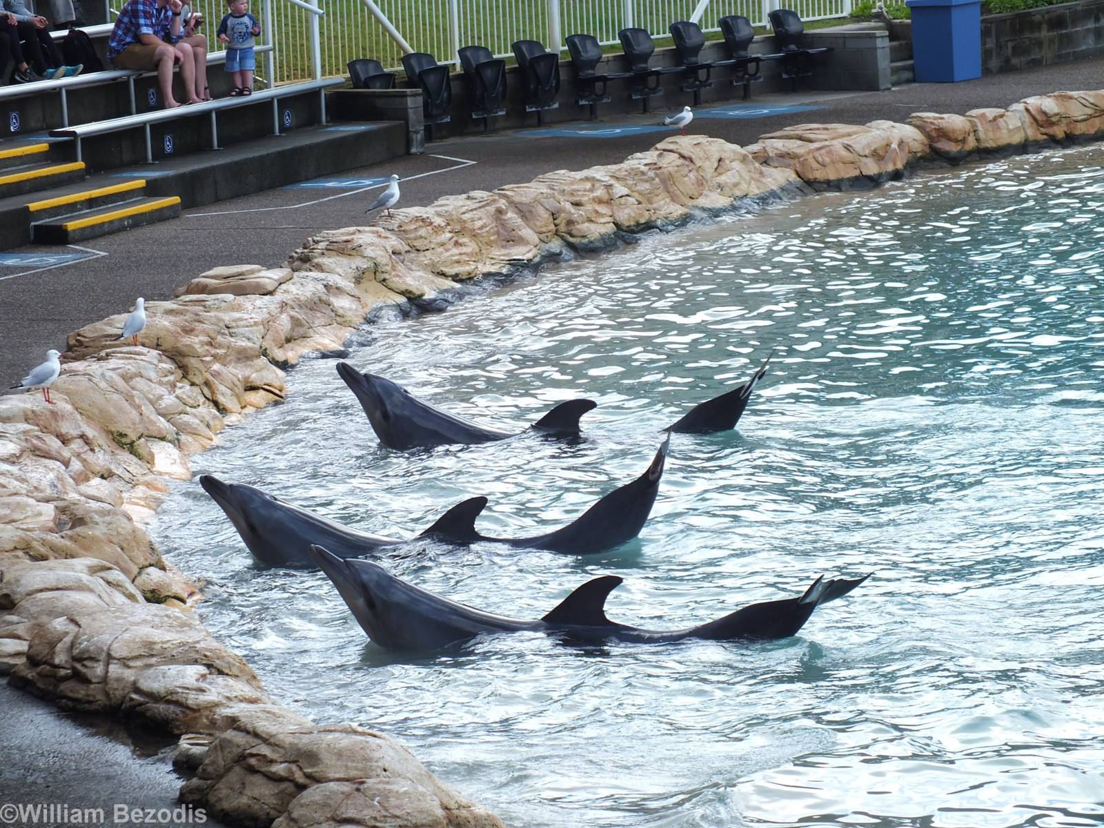 Dolphin Show