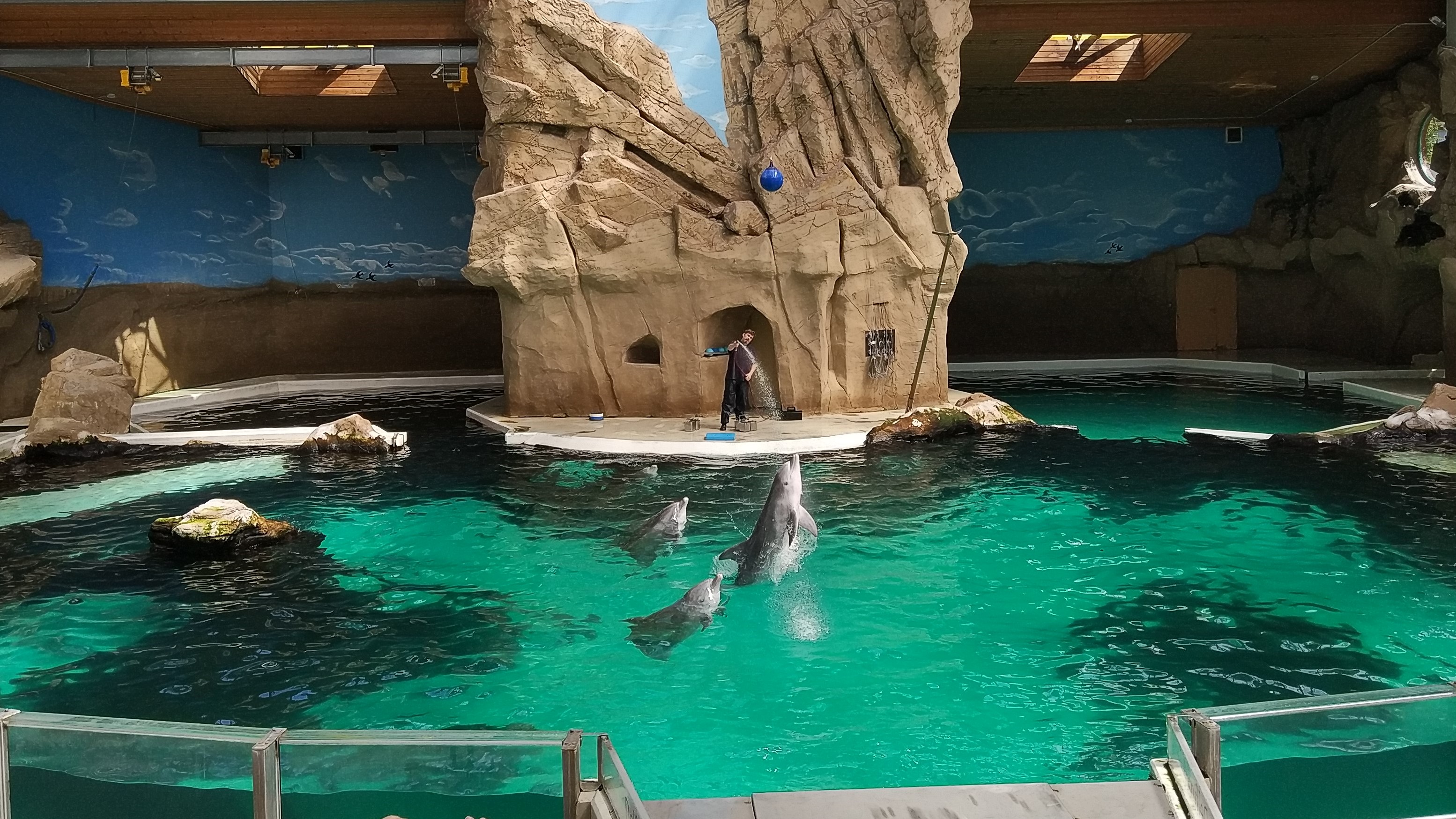 Dolphin Show