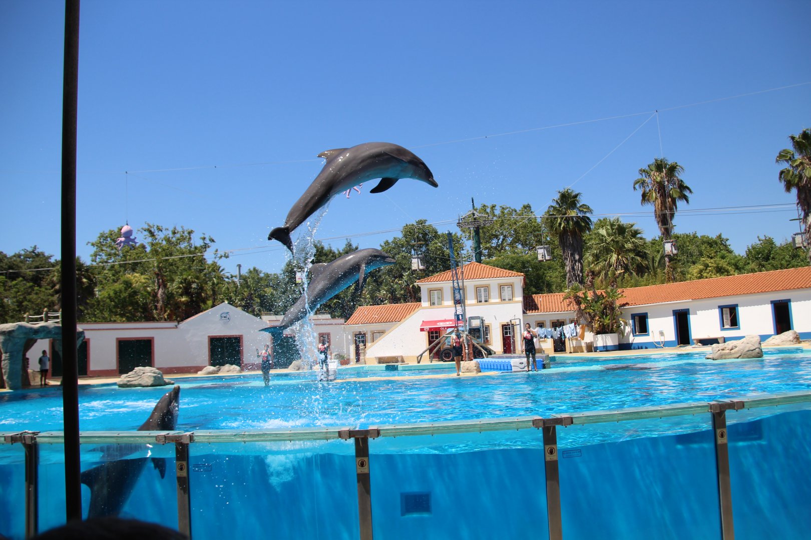 Dolphin Show