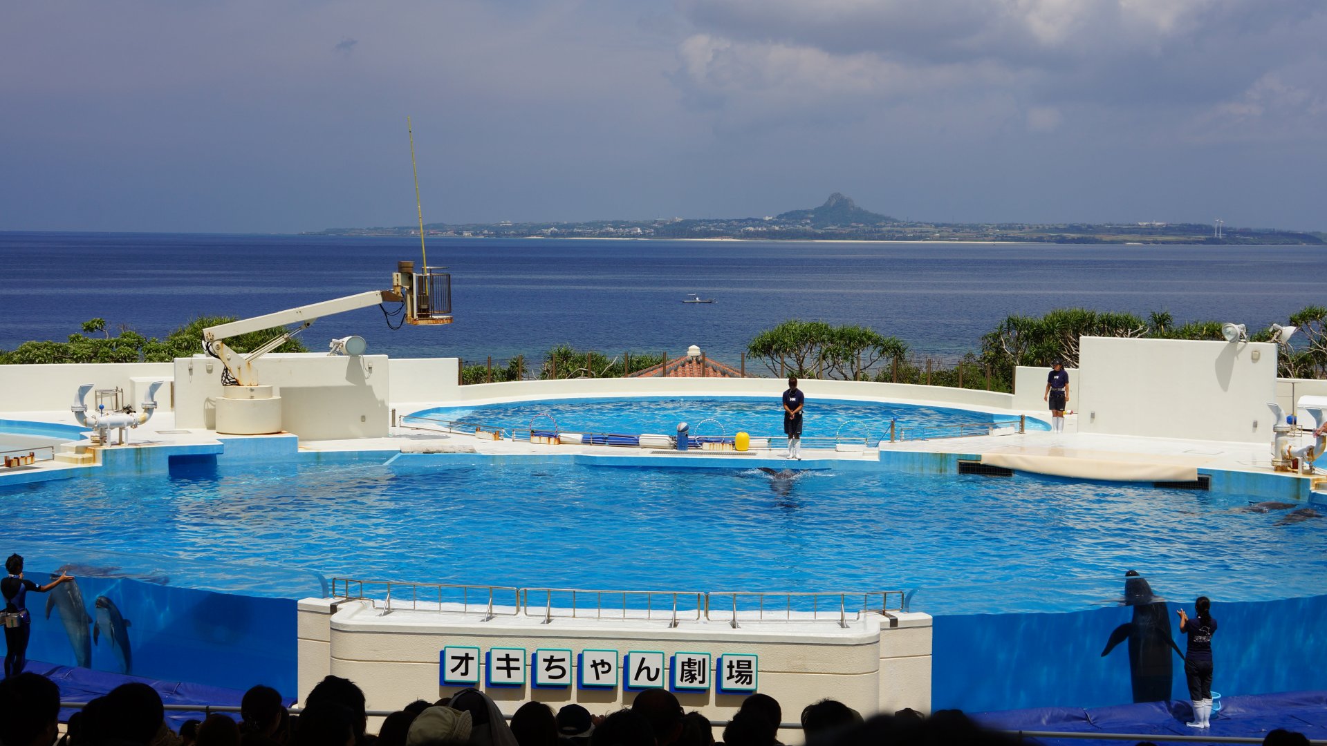 Dolphin Show