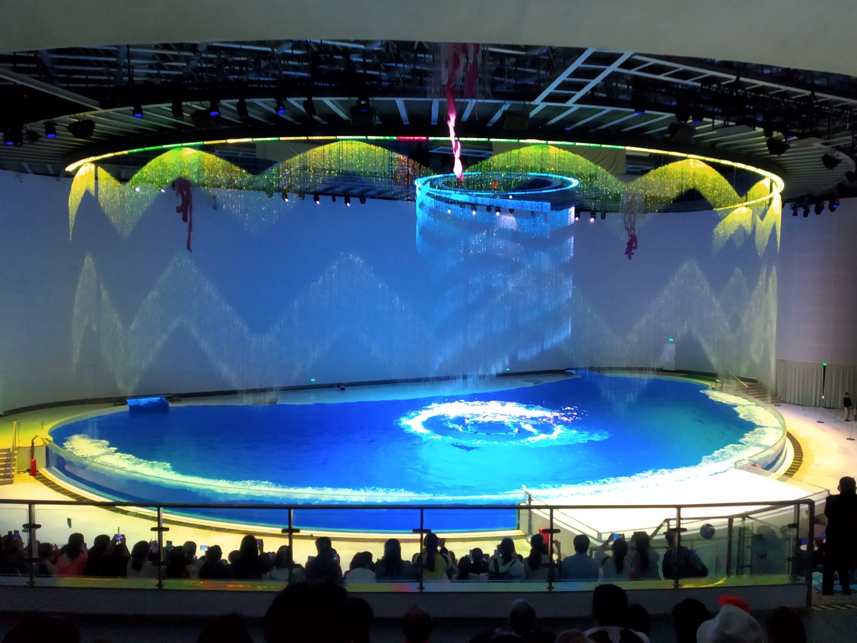 Dolphin Show