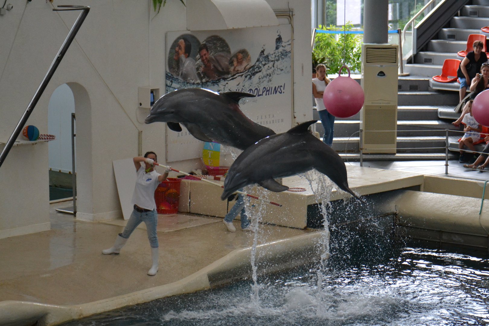 Dolphin show