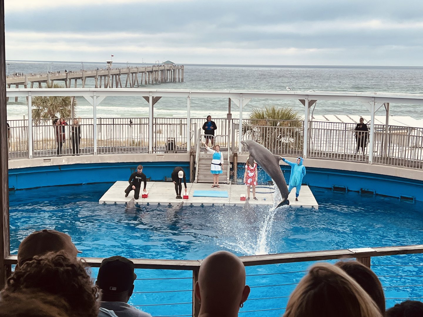 Dolphin Show