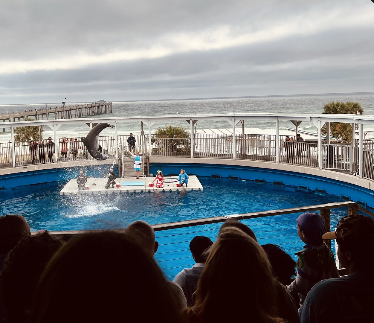 Dolphin Show